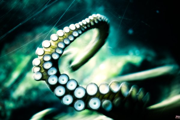 Kraken 23at