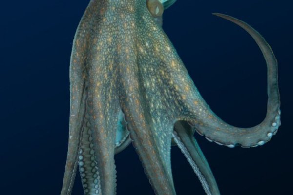 Kraken 22 аt