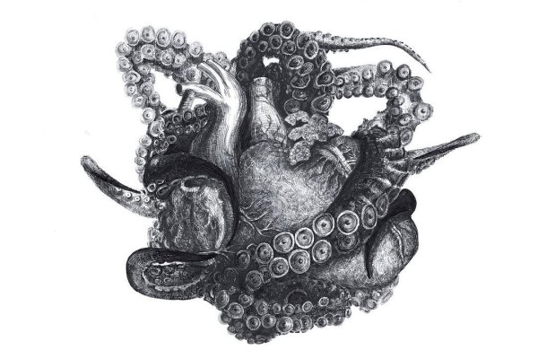Kraken20at