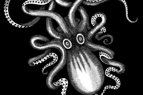 Kraken 17 at net