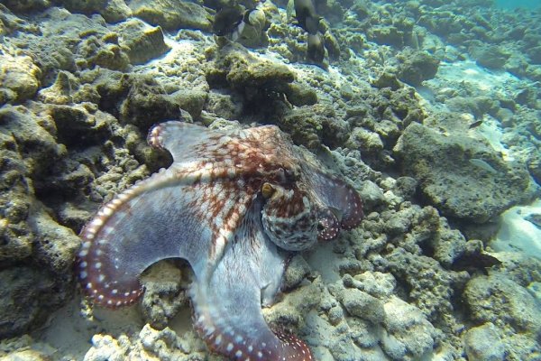 Kraken что это за магазин